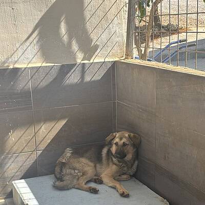 Küçük köpek, sokakta ayakta durmakta olan kahramanlarımızdan biri olarak, sokaklarımızda sevgi ve koruma bekliyor.