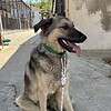 Straßenhund „Champion“ sucht ein liebevolles Zuhause