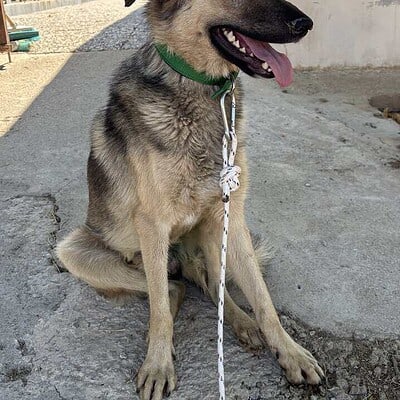 Be the hero of our paws on the street, bu sevimli köpek sokakta poz veriyor.