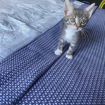 Kedi yavrusu sokakta yürüyüşte, be the hero of our paws on the street, dikkat çekici ve sevimli bir kedi yavrusu.