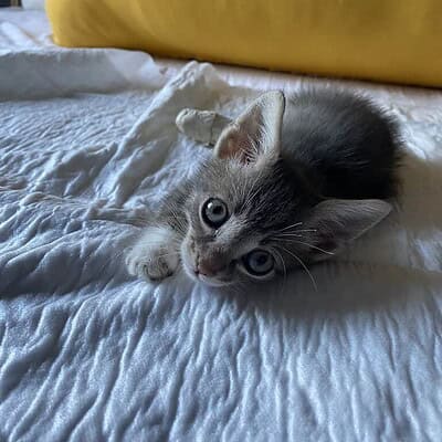 Be the hero of our paws on the street, sevimli kedi yatakta dinleniyor, tatlı ve sevimli yavru kedi, rahatlatıcı anlar, evcil hayvan fotoğrafı.
