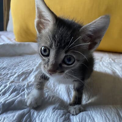 Kedi yavrusu bizim sokaktaki patilerimizin kahramanı ol, sevimli ve dikkat çekici bir görüntü.