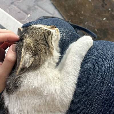 Kedi, sokakta patileriyle insanın elini tutuyor, sokak kedisi, sevimli ve rahat bir pozisyonda, bizim patilerimiz sokakta. be the hero of our paws on the street.