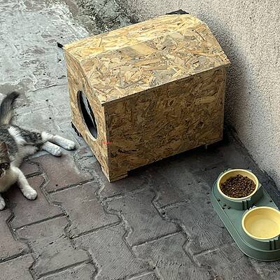 Be the hero of our paws on the street, sevimli kedi ve kedi evi ile sokak hayvanlarına yardım eden görüntü.