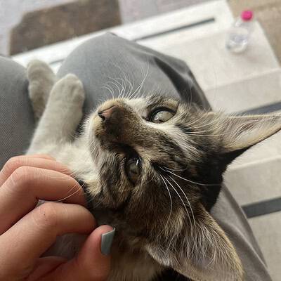 Kedi ve insan eli, sokakta patileriyle oynayan sevimli kedi, sokak hayvanları sevgisi ve bakımını vurgular.