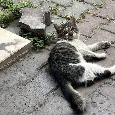 Kedi, sokakta yürüyüş yapan ve bizim patilerimiz sokakta kahramanı olmak için hazır olan sevimli bir kedi.