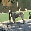Bursa Yunuseli kayıp köpek