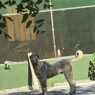 Köpek, sokakta patileriyle duruyor, bizim patilerimiz sokakta kahraman olmaya hazır.