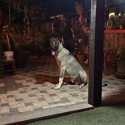 Köpek, sokakta yürüyüş yapanların önünde, bizim patilerimizin kahramanı olarak sokakta duruyor.