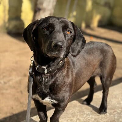 Kahramanımız sokakta patileriyle yürüyen, sevimli ve dikkat çekici siyah dachshund köpeği. Onunla sokaklarda maceraya hazırız.