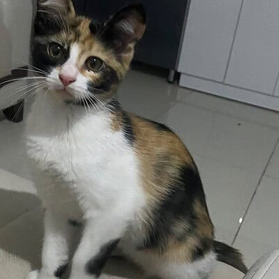 Kedi, sokakta patileriyle duruyor, kahramanımız gibi. Kirik Kuyruk'un sokaklardaki patileriyle bizim kahramanımız olmaya hazır.