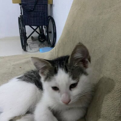 Kedi, sokakta patileriyle kahramanımız olan bizim patilerimizin kahramanı olarak sokakta duruyor.