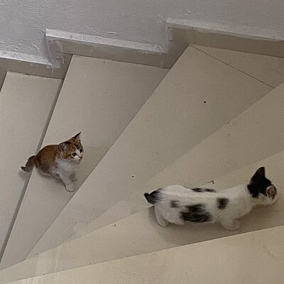 Be the hero of our paws on the street, merdivenlerde oynayan sevimli kediler.