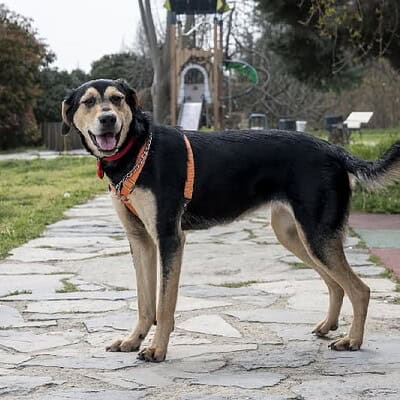 Köpek, sokakta yürüyüş yaparken, bizim patilerimizin kahramanı olmayı hedefliyor.