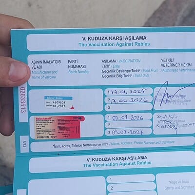 Kedilerin kuduz aşısı karşılaştırma ve beyanname, sokakta patileri kahramanlarımızın hikayesi.