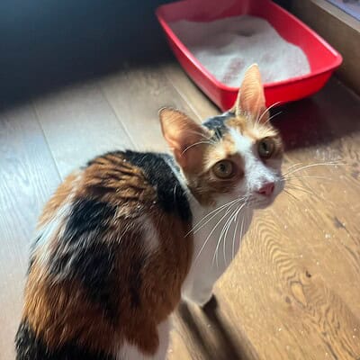Kedi, sokakta kahramanımız, patileriyle sokakta yürüyen sevimli bir kedi.