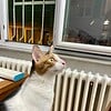 Dişi kedi sahiplendirme