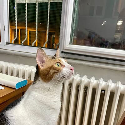 Kedi, sokakta patileriyle yürüyüş yaparken, bizim patilerimizle sokakta kahraman olmaya hazırız.