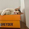 Lovely cat needs a new home