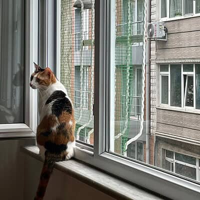 Kedimiz pencerede duruyor, sokakta yürüyen köpekleri izliyor, bizim patilerimiz sokakta kahraman olmaya hazır.