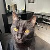 🚨 ACİL KAYIP KEDİ İLANI 🚨