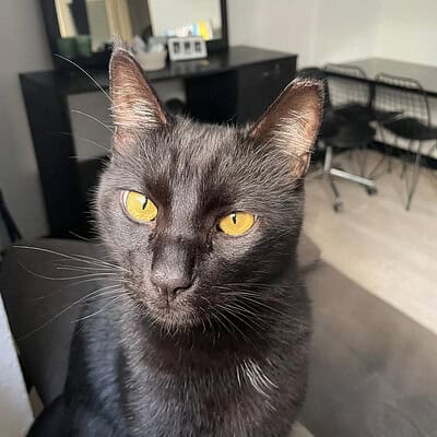 Be the hero of our paws on the street, siyah kedi, sokaklarda kahraman, sevimli kedi, evcil hayvan, kediler, hayvan sevgisi.
