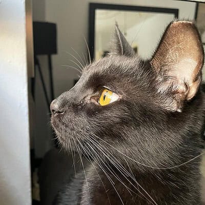 Kahramanlarımız sokakta, gözleriyle dünyayı keşfeden sevimli siyah kedi, bizimle birlikte. Paws on the street, hero of our paws.