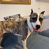 Armina sucht ein Zuhause. Pitbull needs a new home