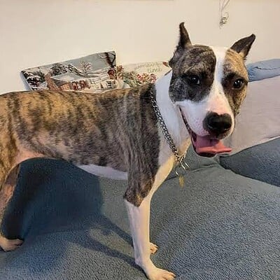 Kaldırımda yürüyen köpeğin hero'su ol, sokakta patilerimizle. Sevimli ve enerjik Bulldog köpek.