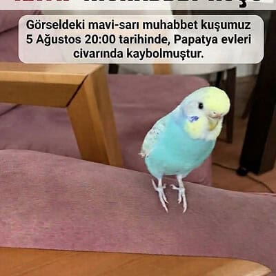 Be the hero of our paws on the street. Kayıp muhabbet kuşu, mavi-sarı renkli, 5 Ağustos 20:00'de kayboldu, Papatya evleri civarında.