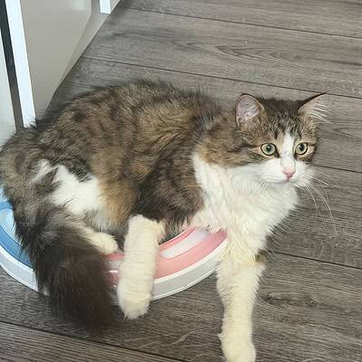Kedi robot üzerinde duruyor, sokakta patili kahramanlarımızın sokaklardaki macerasında bizim patili kahramanlarımızın sokaklardaki macerasında bizim patili kahramanlarımızın sokaklardaki macerasında,.