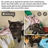 Bulduğum bu kayıp kedi için bir yuva arıyorum