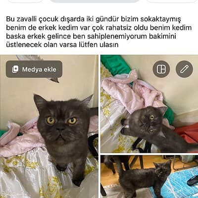 Kedimiz Petrole Mahallesinde, sokakta sevgiyle bakılan ve bebek gibi bakımı yapılan sevimli kedi, sokak hayvanlarına dikkat çekiyor.