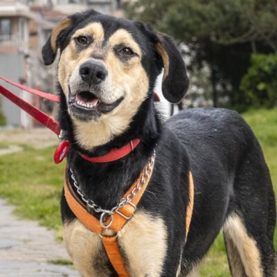 Köpek, sokakta yürüyüş yaparken bizim patilerimizin kahramanı ol, dikkat çekici ve sevimli bir şekilde gülümseyen köpek.