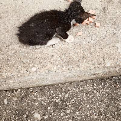 Kedi sokakta, bizim patilerimizin kahramanı ol, sokakta patilerimizin kahramanı ol.
