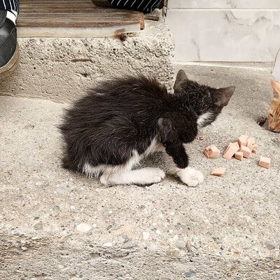 Be the hero of our paws on the street, sokak kedisi, küçük oyuncaklar, sevimli kedi, sokak hayvanları, kediler, hayvan sevgisi, sokakta yaşam, kedicik, sokak kedisi fotoğrafı.