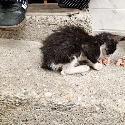 Kediler sokakta, ayaklar ve kedilerle ilgili detaylar, be the hero of our paws on the street.