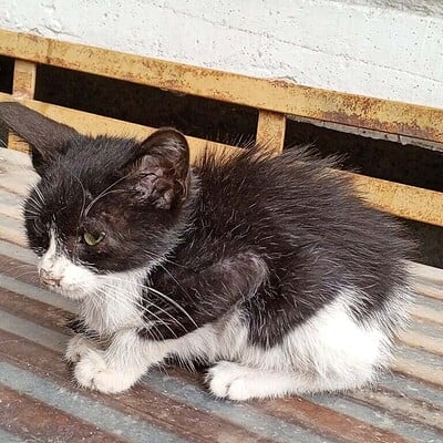 Sokaklarda kahramanlarımız olmak için tüylerimizle mücadele eden sevimli kedi, beş parmaklı ve dikkat çekici gözleriyle dikkat çekiyor.