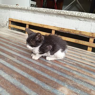 Kedi yavrusu bizim sokakta kahramanlarımızdan biri, sokakta yürüyüş yaparken dikkatle izliyor.