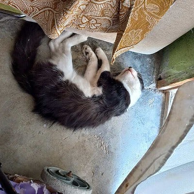 Kedi, sokakta patileri üzerinde duruyor, bizim patilerimiz sokakta kahraman olmayı seviyor.