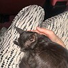 Zuhause für ein Katzenbaby gesucht (Istanbul)