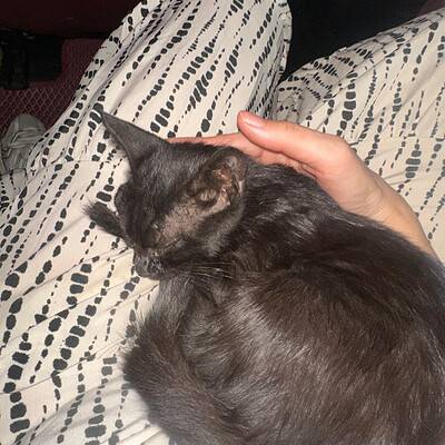 Kedi, sokakta patileriyle bizim kahramanlarımız olmaya hazır, sevimli ve sakin bir kedi. Paws on the street temasıyla uyumlu, dikkat çekici ve açıklayıcı.