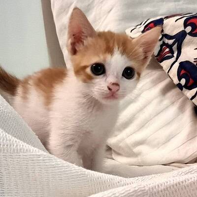 Kahramanlarımızın sokaktaki patileriyle hero olmak için sevimli kedi yavrusu.