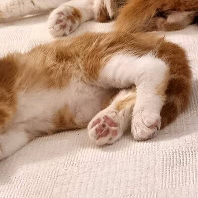 Kedi yavrusu, sokakta kahramanlarımız ol, sevimli ve dikkat çekici. Paws on the street, be the hero of our paws.
