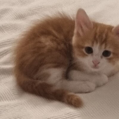 Kedi yavrusu bizim sokaktaki patilerimizin kahramanı olarak öne çıkıyor, sevimli ve dikkat çekici bir görüntü.
