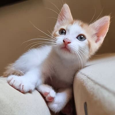 Kedi yavrusu, sokakta patileriyle duruyor, bizim patilerimiz sokakta kahraman olmaya hazır.