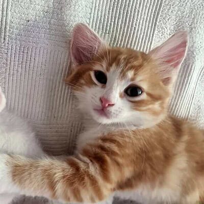 Kedilerimiz sokakta kahramanlarımız, patileriyle sokakta bizim kahramanlarımız olmayı sürdürüyor.