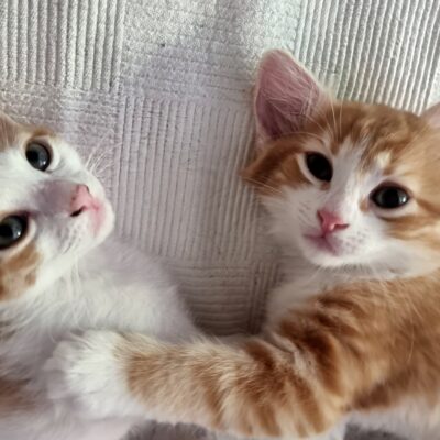 Kedilerimiz sokakta kahramanlarımız, patileriyle sokakta bizim kahramanlarımız.