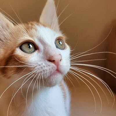 Kedi, sokakta patileriyle kahramanımız olan, dikkatli ve meraklı bakışlarıyla dikkat çekiyor.