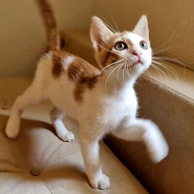 Kedi sokakta bizim patilerimizin kahramanı ol, sevimli ve enerjik kedimizle sokak macerasında.